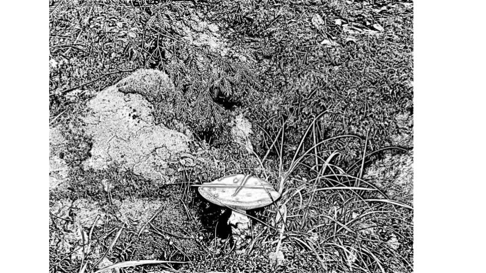 A black and white pdf text-scan shows tall point whisps of grass embracing a wide capped, skirt-stemmed plump amanita mushroom. Beyond the grasses are maps of lichen, furry moss clothing rocks, with echoing needly shapes in the leaves peeking down from the top.